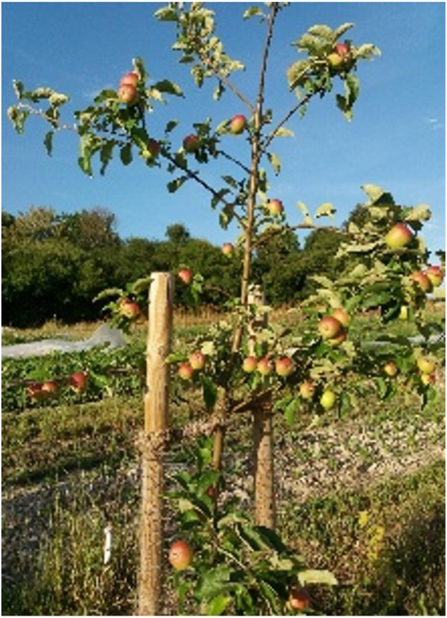 Obstbaum mit Früchten